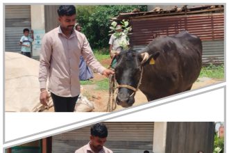 ಆರು ವರ್ಷದಿಂದ ಹಾಲು ಹಿಂಡುವ ಅಪರೂಪದ ಆಕಳು!