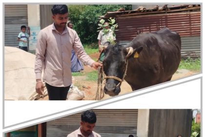 ಆರು ವರ್ಷದಿಂದ ಹಾಲು ಹಿಂಡುವ ಅಪರೂಪದ ಆಕಳು!