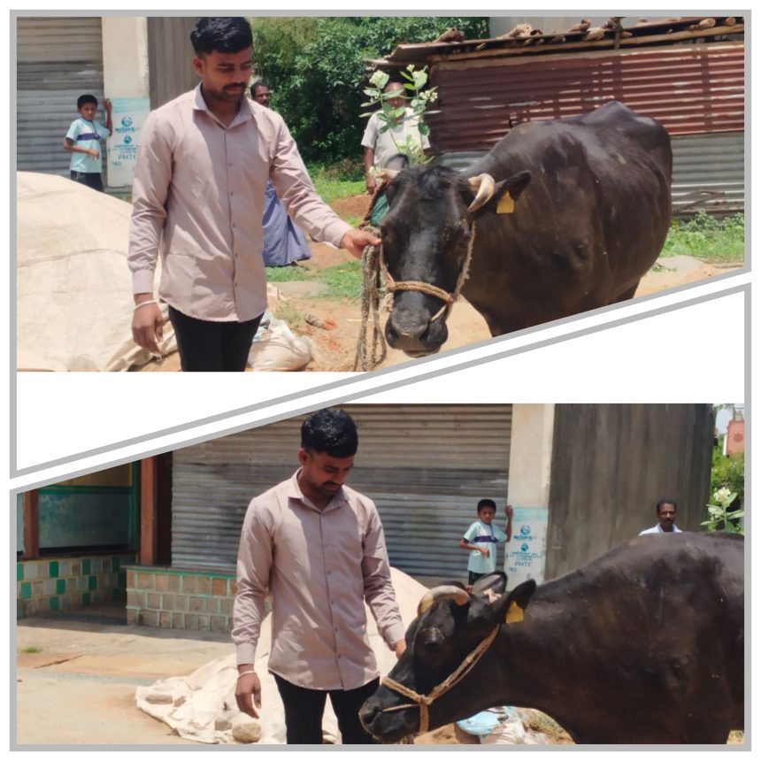ಆರು ವರ್ಷದಿಂದ ಹಾಲು ಹಿಂಡುವ ಅಪರೂಪದ ಆಕಳು!