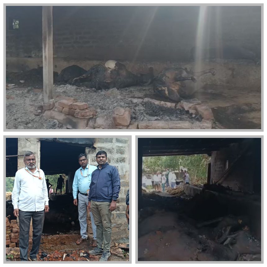 ಕೊಟ್ಟಿಗೆಗೆ ಬೆಂಕಿ : 12 ಜಾನುವಾರು ಸಜೀವ ದಹನ